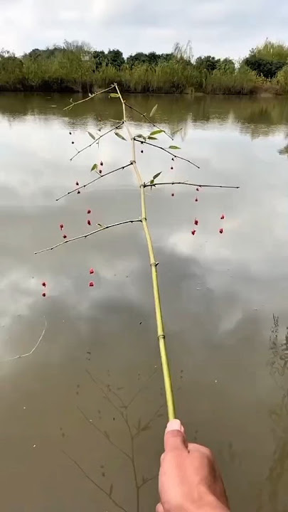 Carp Fishing Experiment in the River #fishing #fishingmania #experiment #carp