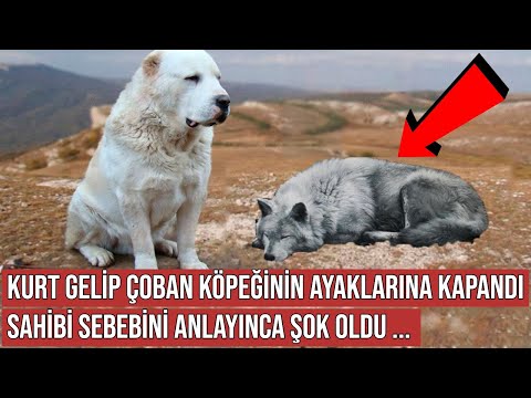 Kurt Gelip Alabay Çoban Köpeğinin Ayaklarına Kapandı, Sonra Öyle Bir Şey Oldu ki