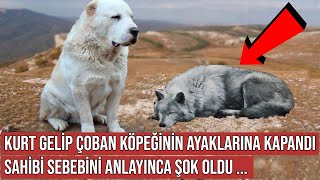 Kurt Gelip Alabay Çoban Köpeğinin Ayaklarına Kapandı, Sonra Öyle Bir Şey Oldu ki