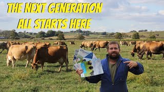Selecting Bulls For Artificial Insemination