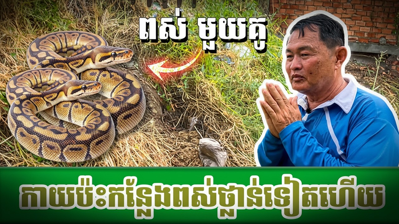 កាយជួបពស់ថ្លាន់ ទៀតហើយថ្ងៃនេះ