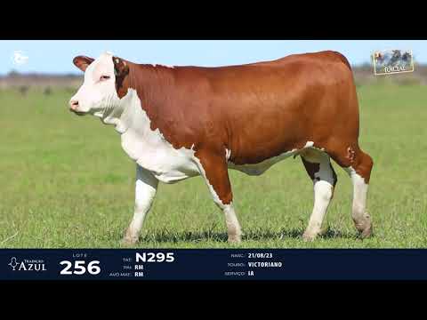 LOTE 256   TAT N295 F Braford