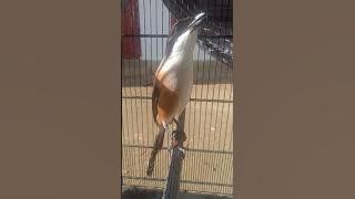 cendet isian Kunti enak buat pancingan