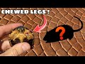 WHAT CHEWED OFF MY TORTOISES LEGS ?! WE TRAPPED THE CULPRIT !