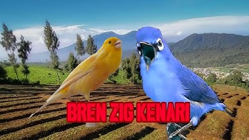MASTERAN PLECI NEMBAK BREN CIIBLEK ZIG ZIG KENARI | BREN CIBLEK KENARI | kicauan