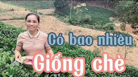 Dòng chè có bao nhiêu loại l Hương Trà 0fficial