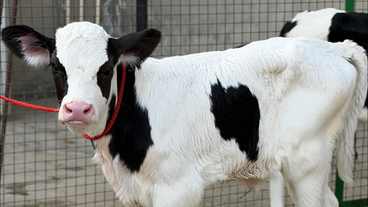 Top quality Calf available for Sale || ABS Breed 