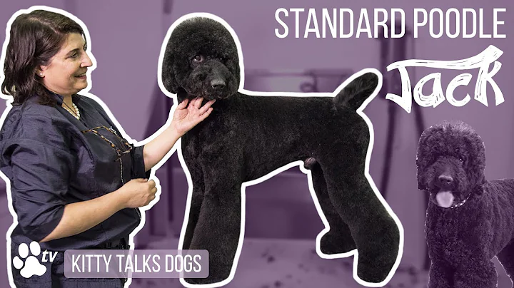Kitty Talks Dogs: grooming Jack the Standard Poodl...