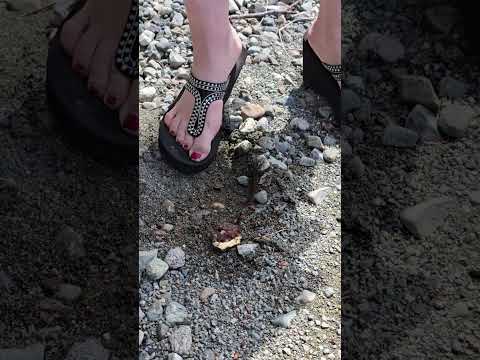 Nanaimo bar crush in sandals #crushexperiment #asmrcrush #sandals #Pebbles #walking