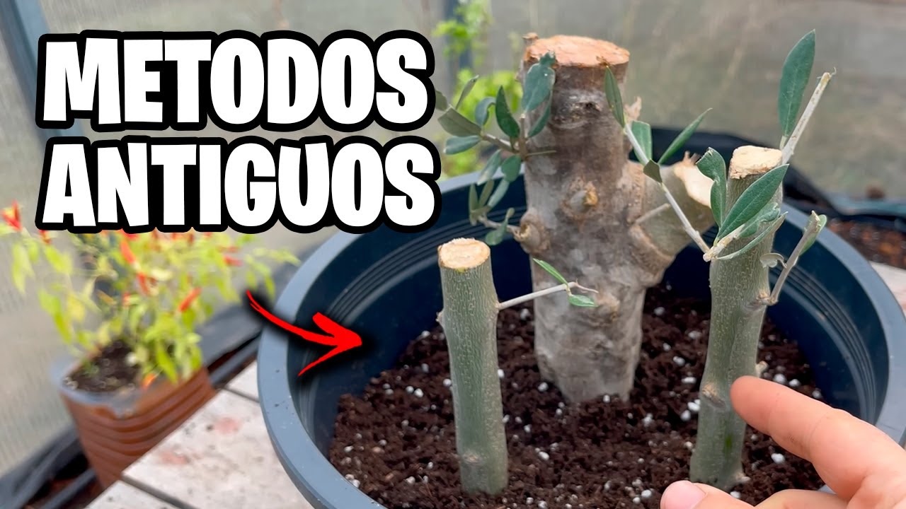 Como Plantar Sin RAIZ!! Miles de Plantas GRATIS Paso a Paso | La Huerta de Ivan