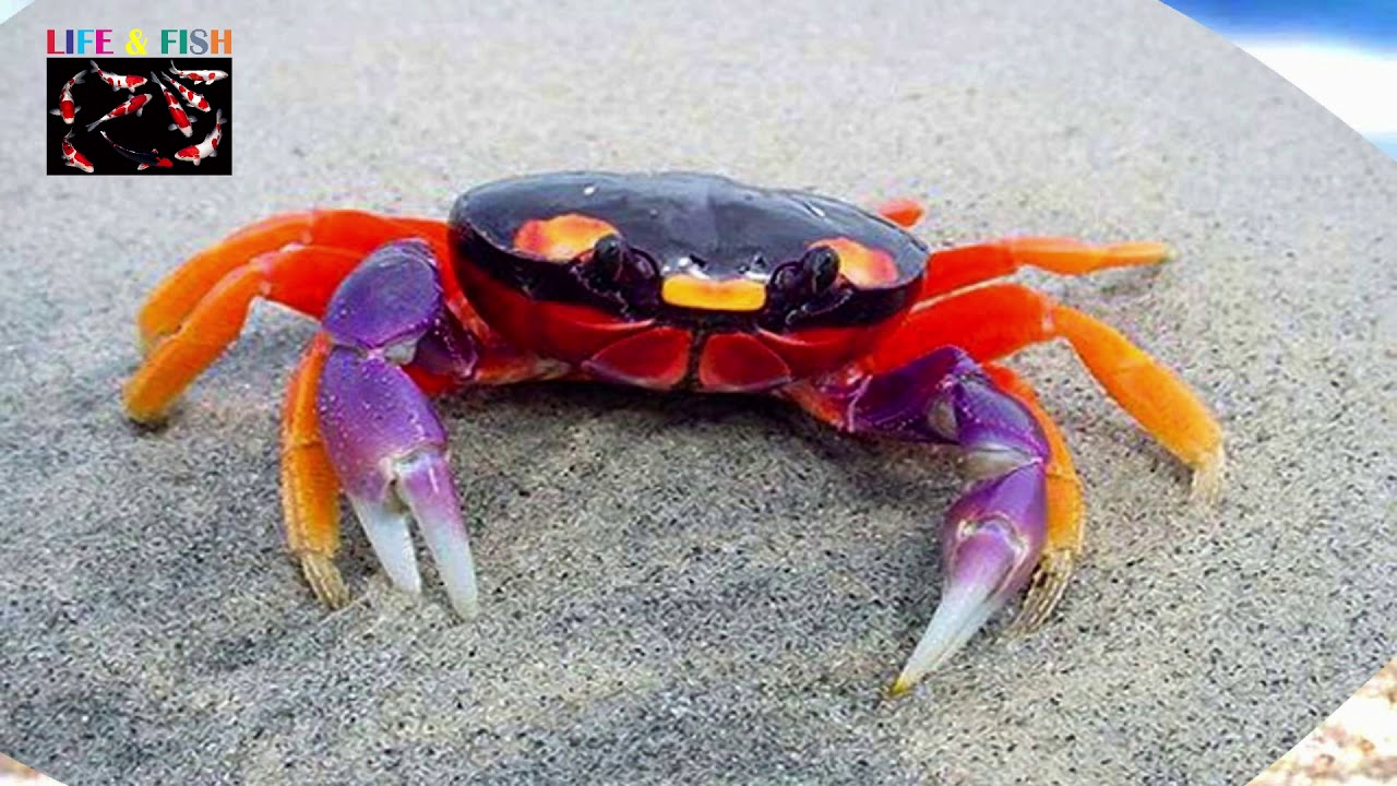 Crab YouTube