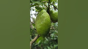 #lemontree🌿🌱