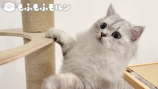 The kitten with claw sharpening cat tree (Moln the Siberian Cat)