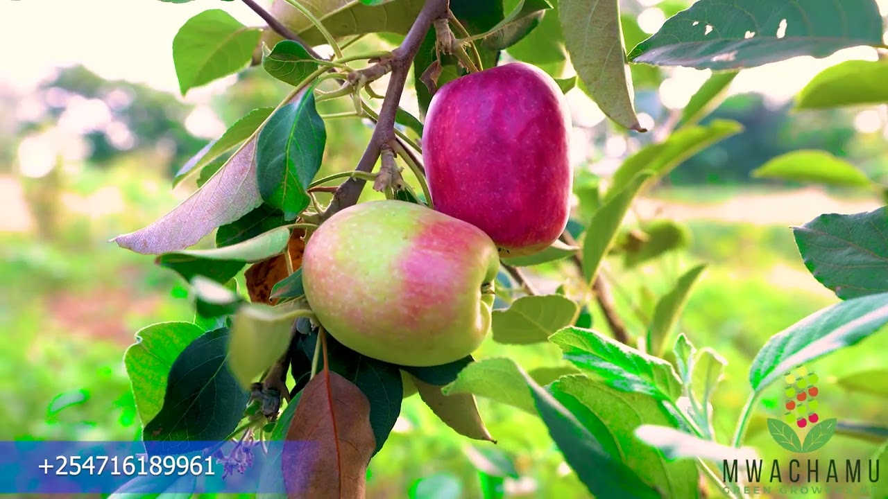 APPLE FARMING IN KENYA. Kirinyaga county