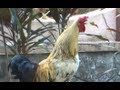 Beautiful rooster crowing