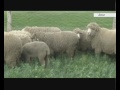 Алтайские овцы