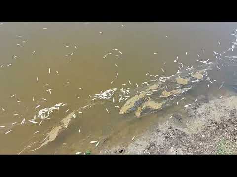 Penyebab Ikan Bandeng Mati
