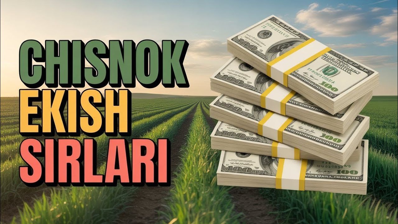 2- Қисм  Саримсоқ (Чеснок) экиш сирлари.  #bobodexqonlar 