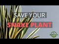 Is Your Snake Plant Dying? Top 3 Ways To Save Your Snake Plant - Snake Plant Care 🌿