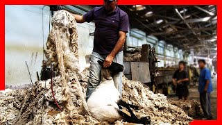 🧶🐑 Modern SHEEP FARMING Technologies - Wool Processing Factory - Sheep Shearing screenshot 4