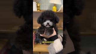 Let me show you a gray teddy that is going to happiness in Shandong. Is this good-looking dog your