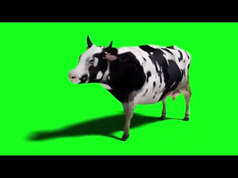 Cow Dance (Chinta Ta Ta Chita Chita)