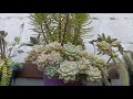 Manutenção e mudança veja como ficou o espaço aqui em baixo onde estão plantas para venda