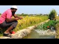 Cat Fishing|Amazing Fishing|Village Fishing|Cat Fish Catching |Mancing FISHING