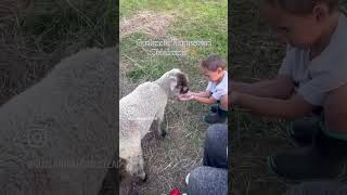 Feeding our Babydoll/Valais ewe lamb, Grace 💕