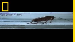 Watch: Cockroaches Survive Squeezing, Smashing, and More | National Geographic