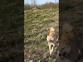 Лайки ищут добычу на озере #север #nature #природа #пушистики #лайки #утки