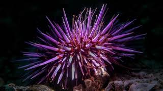 Sea Urchins Possess a Full-Body 'Brain,' Challenging Nervous System Evolution