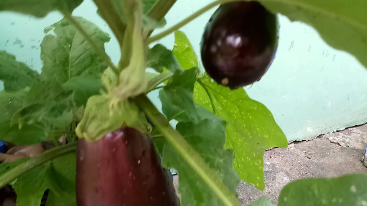 Legumes e verduras que dão super certo em vasos