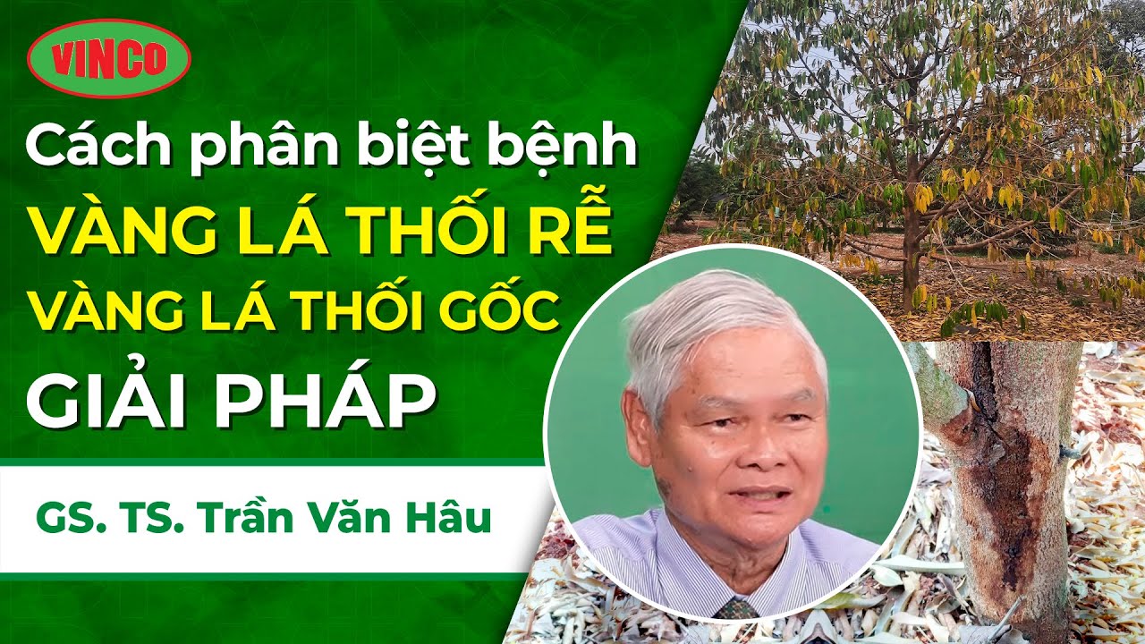 Cách Phân Biệt Bệnh Vàng Lá Thối Rễ - Vàng Lá Thối Gốc - Giải Pháp Phòng Trị Bệnh Hại Sầu Riêng.