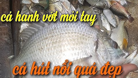 vớt cá hanh , hồng sáp mỏi tay với kích cá nước mặn |kích cá xuyến |máy kích cá xuyến0989897780