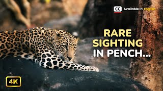 Rare Sighting In Pench National Park, Turiya Gate | पेंच राष्ट्रीय उदयान । Leopard, Wild Dogs & more