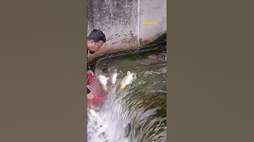 Cá Lớn - bắt Cá Chép Khủng trượt khỏi đập nước 😱 #khacthuyvlogg