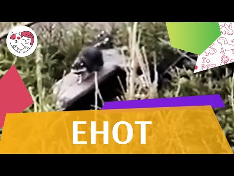 Енот Место обитания  на ilikepet