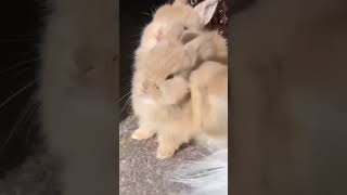 Annoying, Constant Biting! Rabbit Pet Dwarf Rabbit