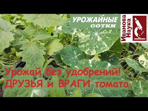 Видео: Томатные растения-компаньоны - какие хорошие компаньоны для томатов