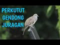 Perkutut Gendong Juragan Mp3 - Mp4 Download