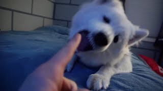 Crazy Samoyed Doggo Being Crazy - Nukka the Samoyed