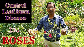 Control Leaf Burn Disease in Roses With 100 % Success.