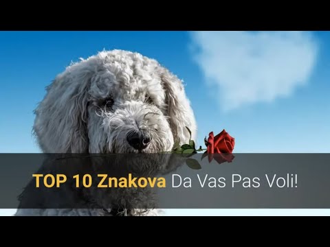 Video: 10 načina na koji vaš pas pokazuje da vole smijati se