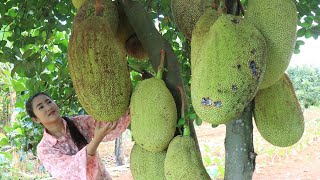 Jackfruit recipe - Harvest and cook jackfruit - Amazing cooking video