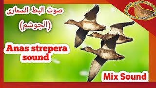 صوت رائع لصيد البط السمارى (الجوشم) Anas strepera hunting sound / duck call for duck hunting