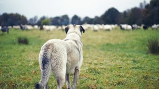 Videoproduktion für WWF | Herdenschutzhunde für Schutz vor dem Wolf