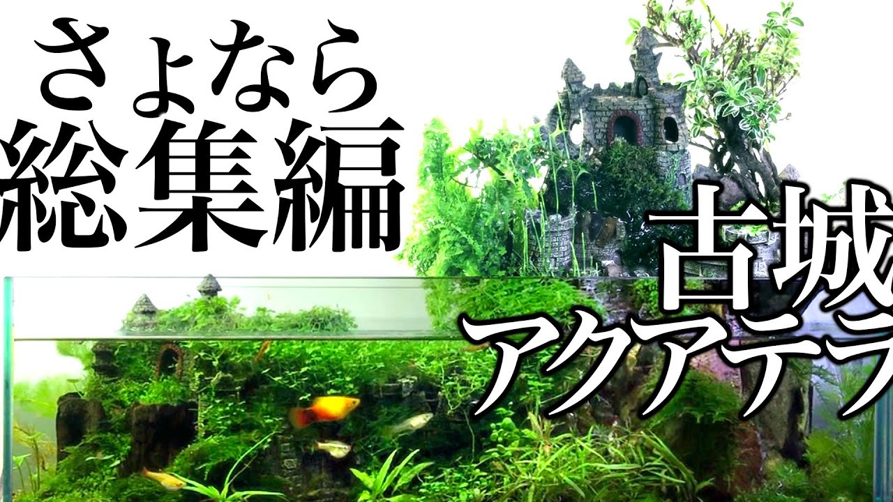 アクアテラリウム滝の古城水槽4 さよなら総集編 Aquaterrarium Old Castle Youtube アクアテラリウム滝の古城水槽4 さよなら総集編 Aquaterrarium Old Castle Youtube