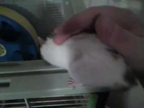 Ellie Male Shorthaired Syrian Hamster Youtube