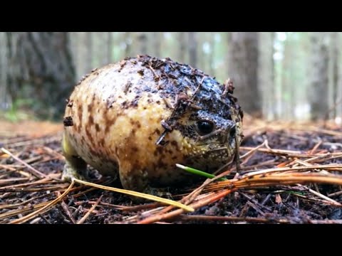 inflatable-frog-found-in-a-forest